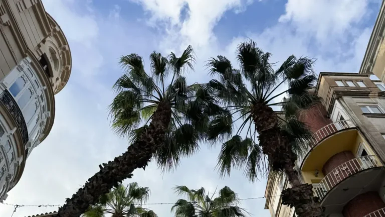 La justicia condena al seguro del Ayuntamiento de Almería a pagar más de medio millón de euros por la muerte de un motorista aplastado por una palmera