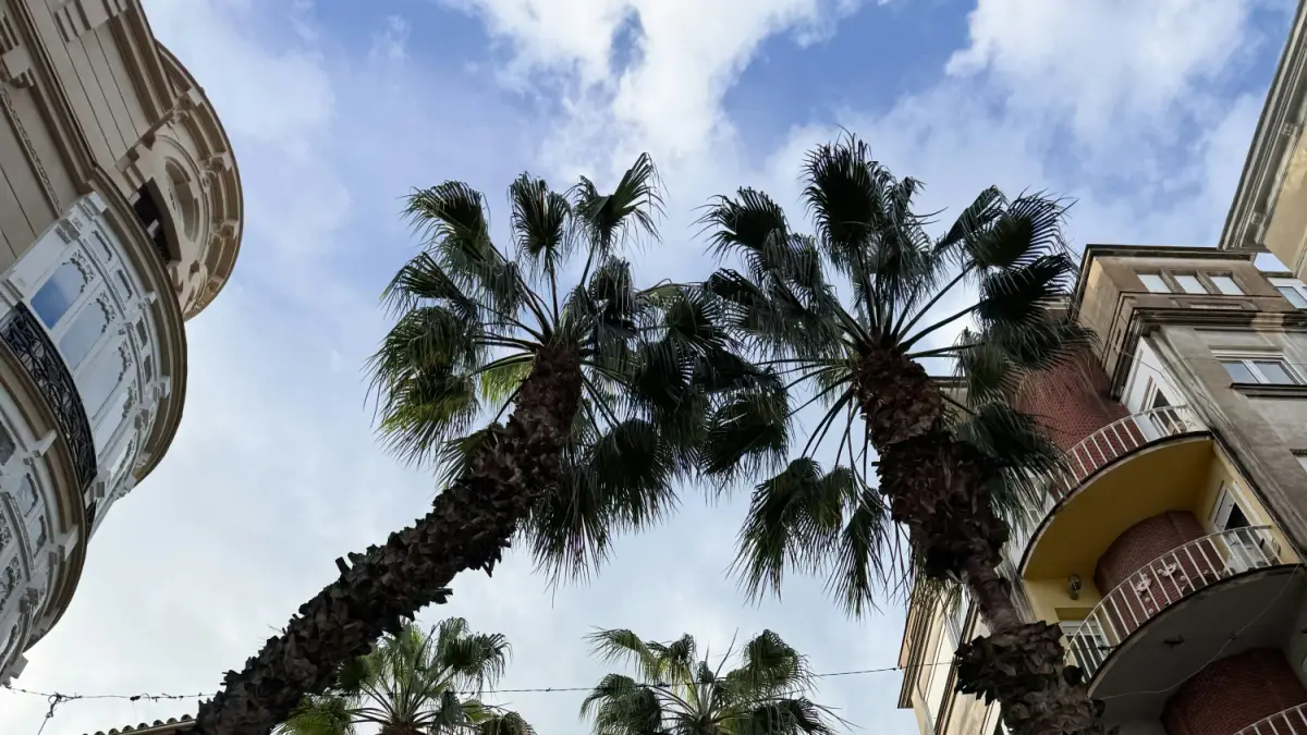 La justicia condena al seguro del Ayuntamiento de Almería a pagar más de medio millón de euros por la muerte de un motorista aplastado por una palmera