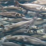 Las áreas marinas protegidas funcionan: más peces, más diversidad y mayor resistencia al cambio climático