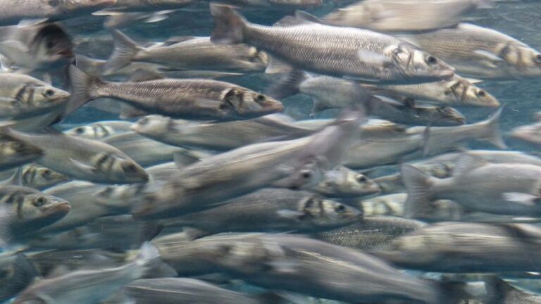Las áreas marinas protegidas funcionan: más peces, más diversidad y mayor resistencia al cambio climático